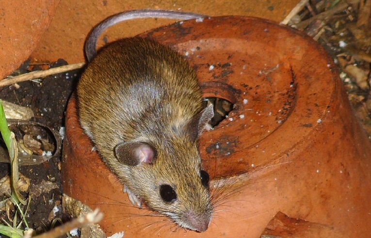 Wood Mouse